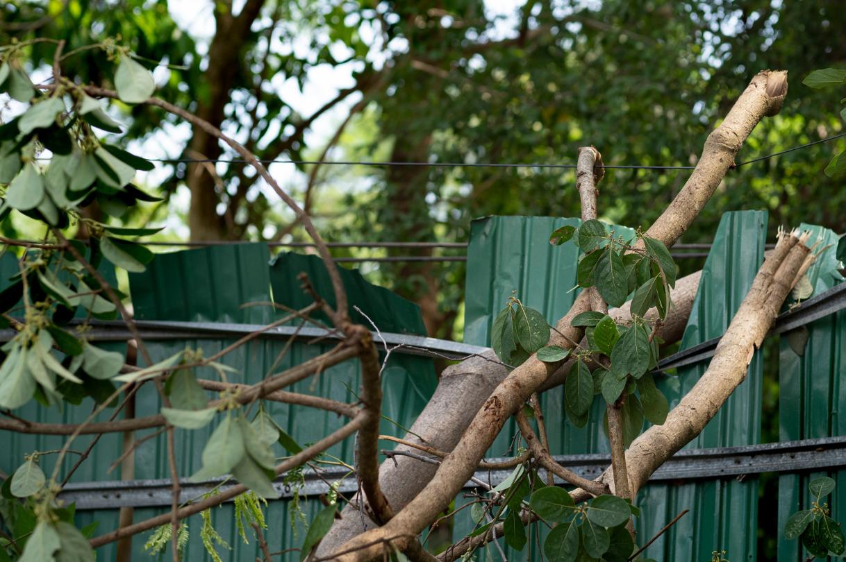 Fallen tree branch may cause injuries to passerby.
